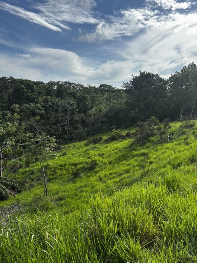 Potrero en ladera junto al bosque