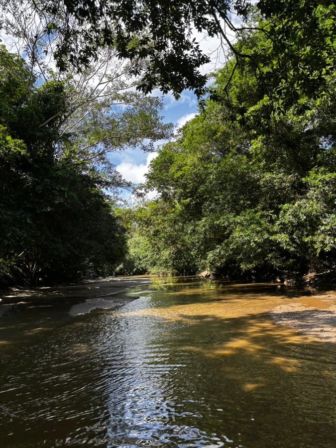 La quebrada entre el bosque